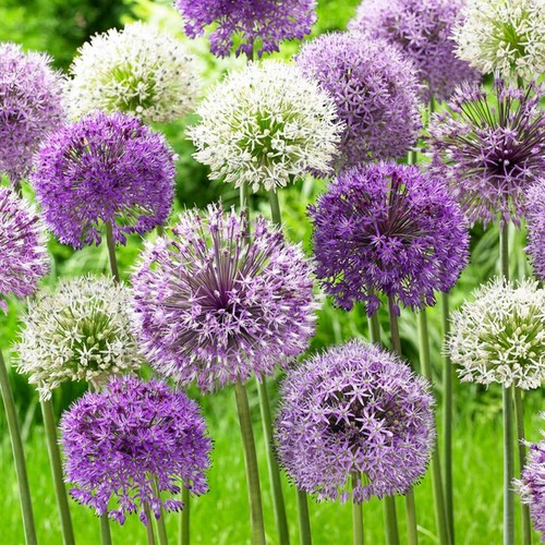 Bulbes allium giganteum - bulbes,