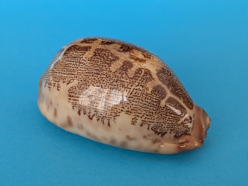 Cypraea mappa rosea ultraviola