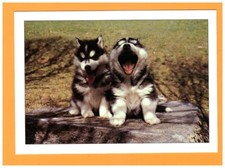 MOLINES-en-QUEYRAS (05) SLED DOGS / HUSKY PUPPY / postcard