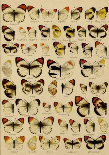 Adalbert seitz papillons - adalbert,