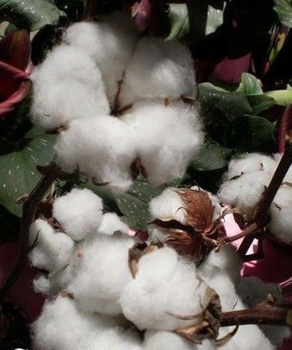 Cotonnier fleur coton - ♫, coton'