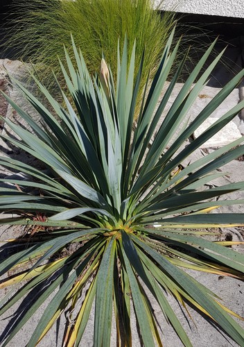 Yucca french flag - 'french, flag'