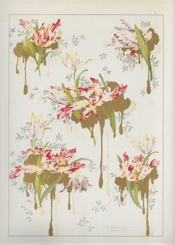 Tulipe chromolithographie - tulipe,