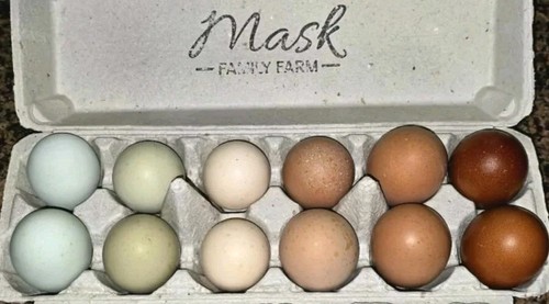 Fancy hatching eggs black - fancy,