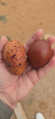 Blue black copper marans - blue, marans.