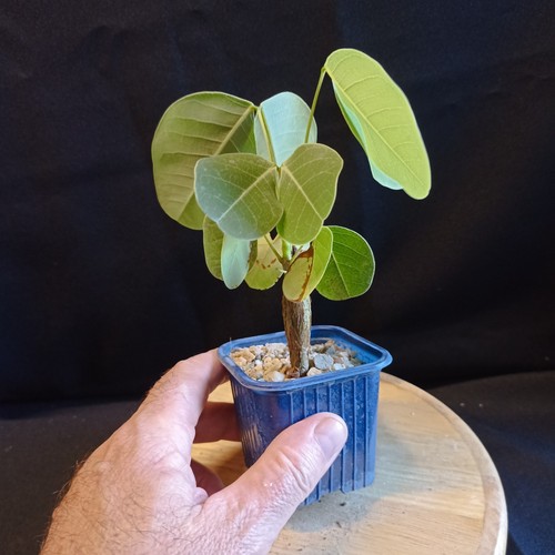 Senna nova caudex - senna, ,