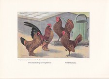 Poules Naines Bantam Races De Poules Impression En Couleur 1925 Reprint