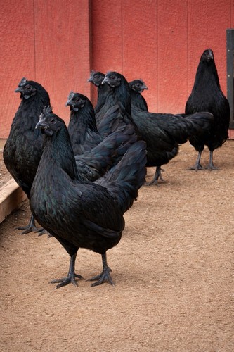 Ayam cemani fertile - ayam,