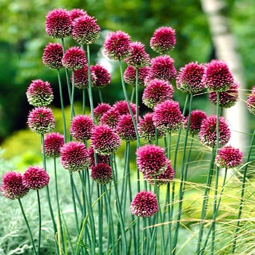 Bulbes allium - bulbes, d'allium