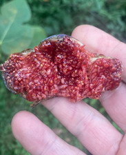 Ficus carica, figuier,  bouturé, production précoce, bonnes figues noires