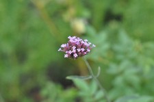 Nikon NEW NIKKOR 85mm f/1.8