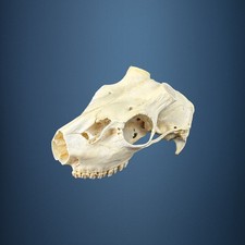 582KU Crane de cerf, bois de