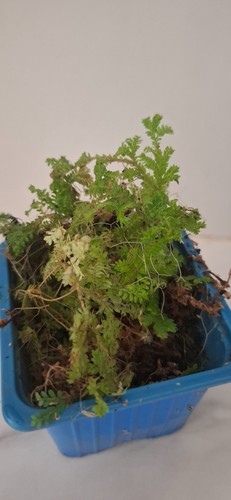 Selaginella uncinata plante - selaginella,