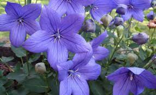 Platycodon bleu graines - platycodon, bleu,graines