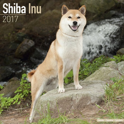 Calendrier 2017 shiba inu - shiba,