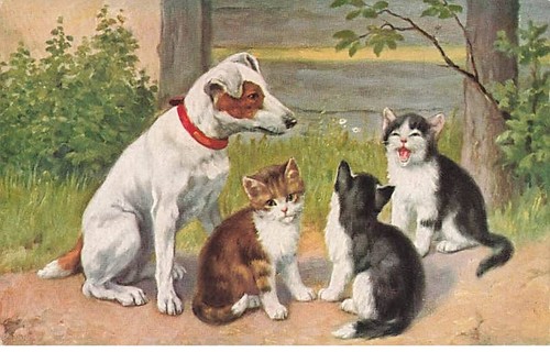 Animaux chats des - des,