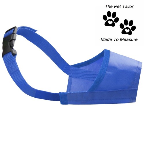 Cavalier king charles chien - cavalier,