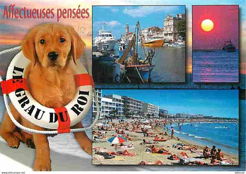Carte postale animaux - postale,