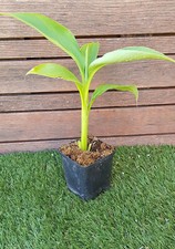 MUSA Basjoo, BANANIER Basjoo en pot de 2Litres