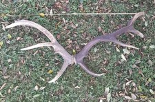  BOIS DE CERF -10 12 CORS -