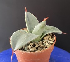 Rare! Agave Parryi Excellent