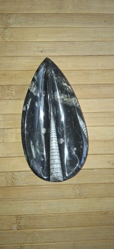 Fossile orthoceras poli en - d'orthoceras,