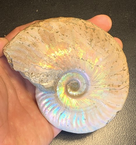 Ammonite irridescente fossile - ammonite,