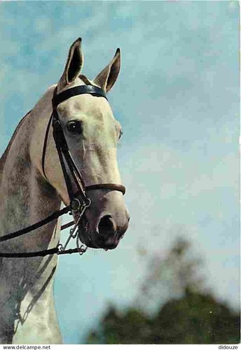 Postcard animals horses - postcard,