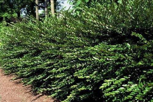 Lonicera pileata myrthe - , des