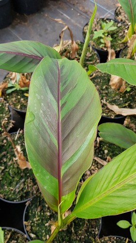 Musa sikkimensis ever - 'ever, red'