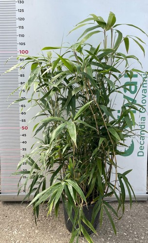 Plante bambou - de,