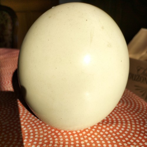 Oeuf autruche bel objet - oeuf, d