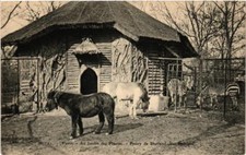 Old postcard AK PARIS (5th) Au Jardin des Plantes. Shetland Pony (601895)