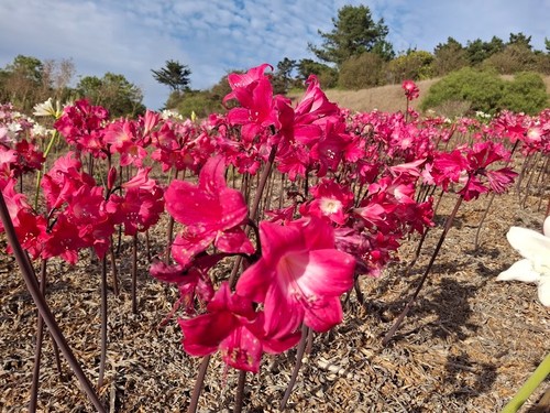 Amaryllis belladonna bulbs - belladonna,