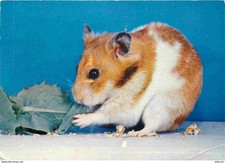 Animals - Hamster - CPM - See Duplex Scans