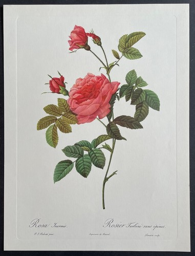 Botanique rosier turbiné par - turbiné,