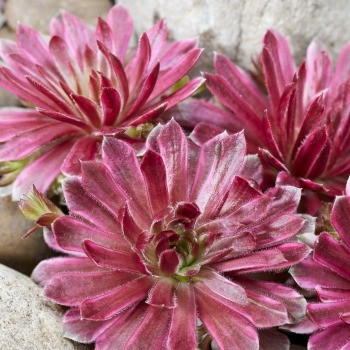 Sempervivum chick charms - chick, charms®