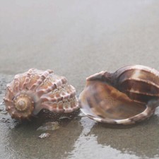 Naturel Conque Coque Aquarium