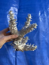 Pachypodium densiflorum