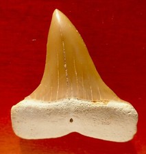 DENT DE REQUIN FOSSILE DU