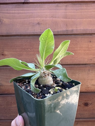 Pachypodium namaquanum