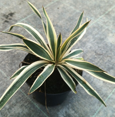 Yucca flaccida ivory - yucca, towers'