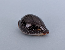 Cypraea Staphylaea Laevigata