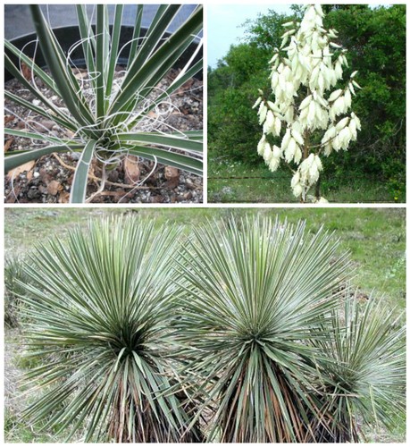 Graines yucca constricta - 30,