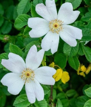 Rosa sempervirens rosier - rosa,