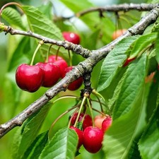 Cerisier 'Carmen' - Prunus avium - Grosse cerise rouge