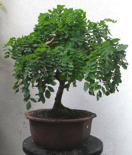 Graines robinier faux - robinier,