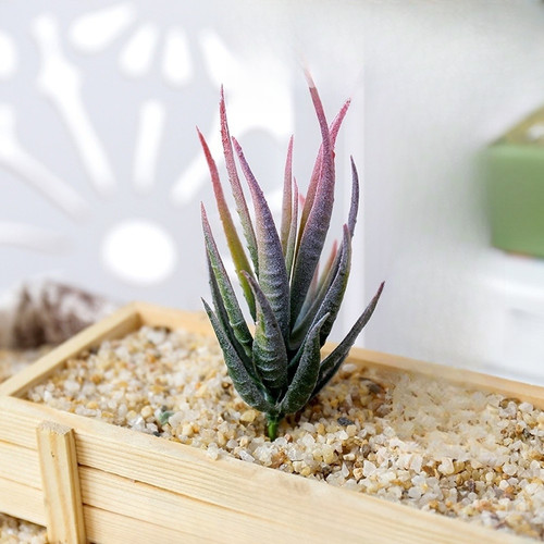 Faux pvc pour plante - pour,