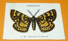 CHROMO 1932 CASINO N 19 BUTTERFLIES FIDONIE FEATHER