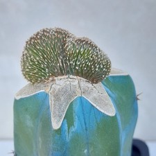 Geohintonia Mexicana Cristata Cactus Vivante Greffee